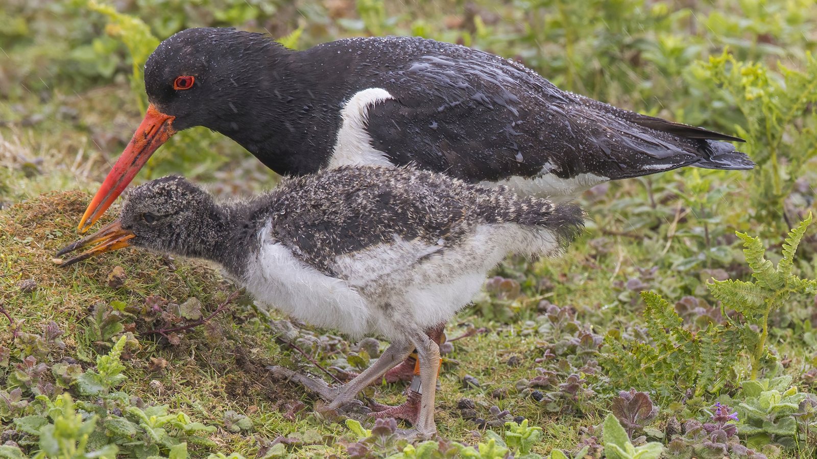 Oystercatcher feeding on the shoreline with a juvenile